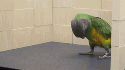 Parrot Doing Backflip GIF