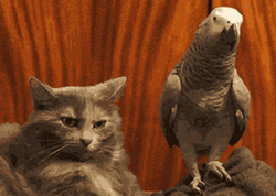 Parrot GIF
