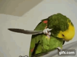 Parrot Head Scratch Using Feather  GIF