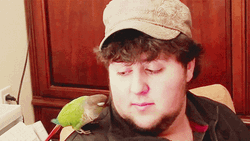 Parrot Kisses Jontron's Cheek
