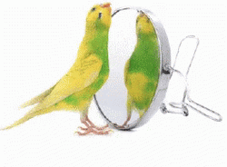 Parrot Looking In The Mirror GIF