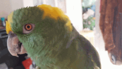 Parrot Looks Like Thinking Something GIF