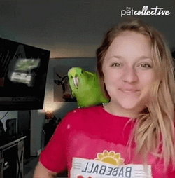 Parrot GIF