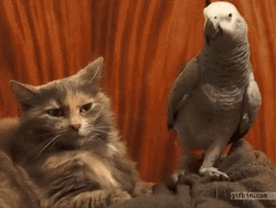 Parrot Mocking The Cat GIF
