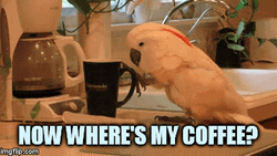 Parrot Need Coffee Right Now