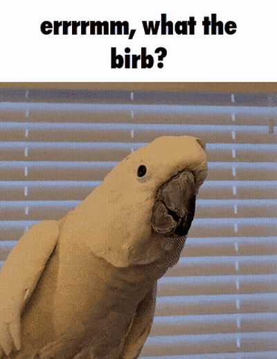 Parrot Saying Errrrmm What The Birb GIF