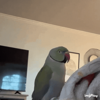 Parrot Sitting On Blanket In Living Room With TV GIF