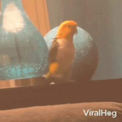 Parrot Sitting On Couch In Front Of Vase GIF
