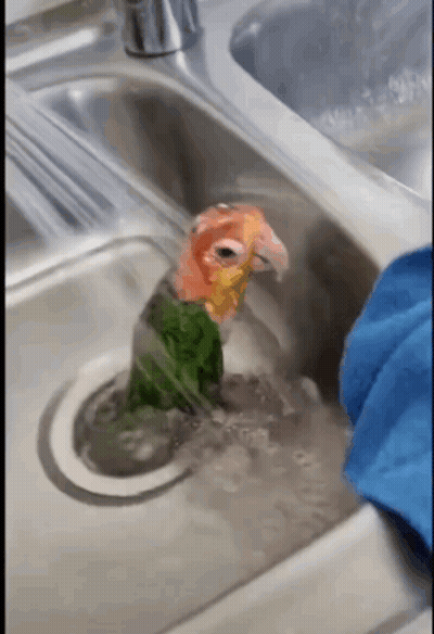 Parrot Standing In Sink With Blue Towel GIF