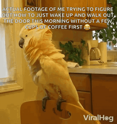 Parrot Standing On Chair Saying Actual Footage Of Me Trying To Figure Out How To Just Wake Up And GIF