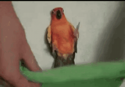 Parrot Standing On Green Object GIF