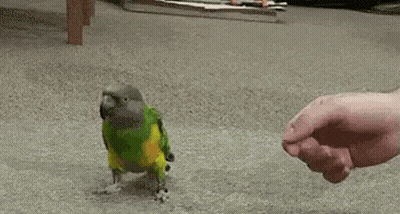 Parrot Walking Towards Hand GIF