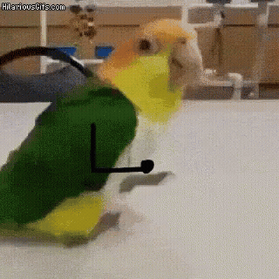 Parrot Wearing Green Shirt With Letter L GIF