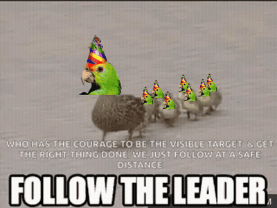 Parrot Wearing Party Hat Saying Follow The Leader GIF