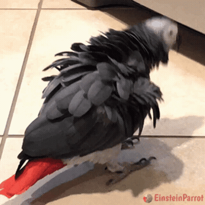 Parrot With Red Tail Standing On Tiled Floor Einstein Parrot GIF