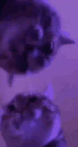 Party Cat Dance Moves GIF
