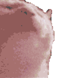 Party Cat Sticker GIF