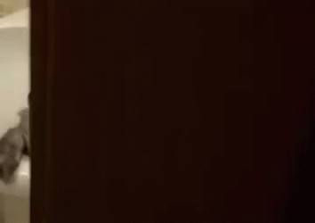 Party Huh Cat Meme GIF