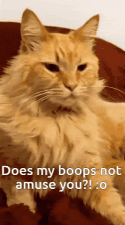 Passive Cat Getting Boop No Reaction GIF