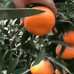 Pastel Fresh Orange Fruit Aesthetic GIF
