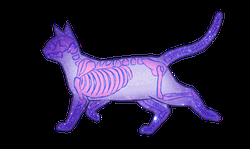 Pastel Skeleton Cat GIF