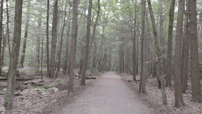 Path In The Woods With Trees And Leaves GIF
