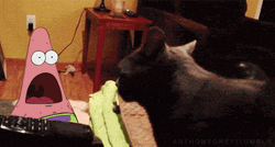 Patrick Star Cat Shocked Meme GIF