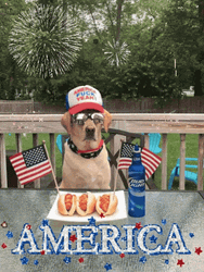Patriotic American Dog Fireworks GIF