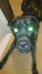 Patterdale Terrier Dog Barking GIF