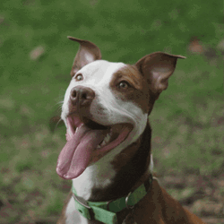 Pawfect Happy Dog GIF