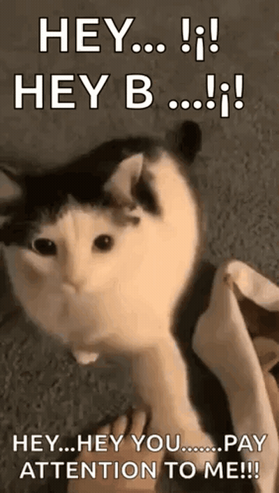 Pay Attention Cat Look At Me GIF