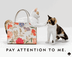 Pay Attention To Me Cat In A Bag GIF