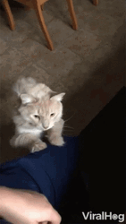 Pay Attention To Me Cat Pawing Owner GIF