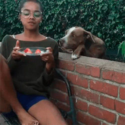 Pay Attention To Me Hungry Dog GIF