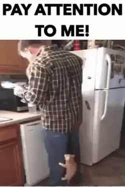 Pay Attention To Me My Human GIF