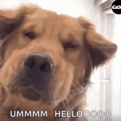 Pay Attention To Me GIF
