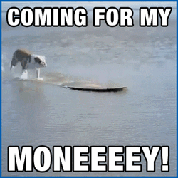 Pay Me My Money Surfing Dog GIF