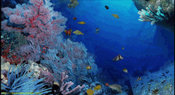 Peaceful Creatures Underwater GIF