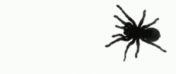 Peacefully Crawling Spider Jumpscare GIF