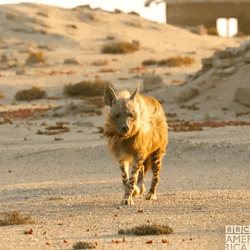 Peacefully Walking African Hyena GIF