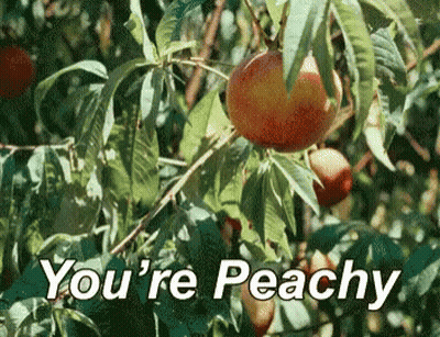 Peaches Hanging From Tree Saying You're Peachy GIF