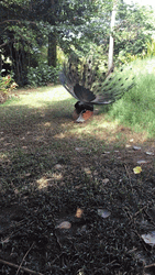 Peacock Battle Maui Park