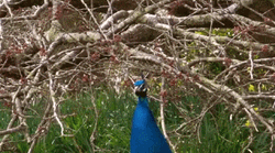 Peacock Bird Spread Wings