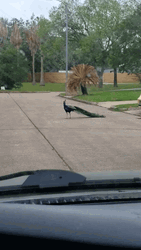 Peacock Crossing Road