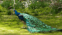 Peacock Dance Display Opening Feathers