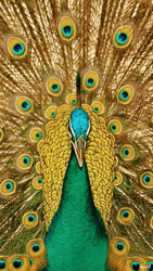 Peacock Golden Feathers Loop