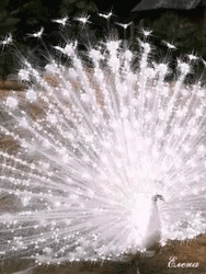Peacock Shining Sparkling Feathers Glitter
