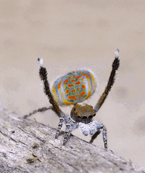 Peacock Spider Dancing