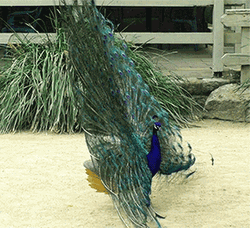 Peacock Swaying Feathers Boomerang