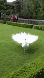 Peacock White Shake Feathers GIF
